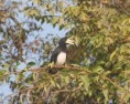 /album/photogallery/african-pied-hornbill-2-marrakissa-jpg/